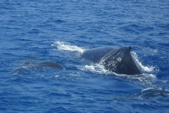 Dolphin and Whales watching cruise from Puerto Rico de Gran Canaria - What You Might See Beyond Whales and Dolphins