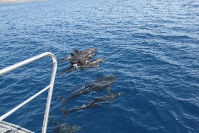 Dolphin and Whales watching cruise from Puerto Rico de Gran Canaria - Who Should Book This Cruise From Puerto Rico?