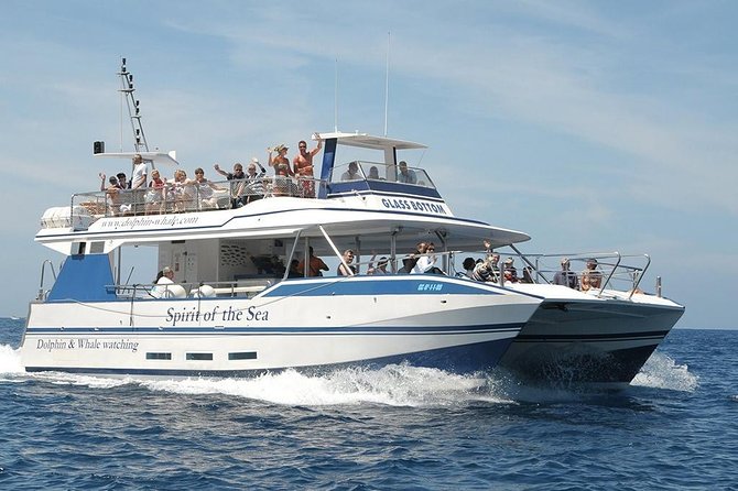 Dolphin and Whales watching cruise from Puerto Rico de Gran Canaria - Timing and Route: Twice Daily for Better Odds at Sea