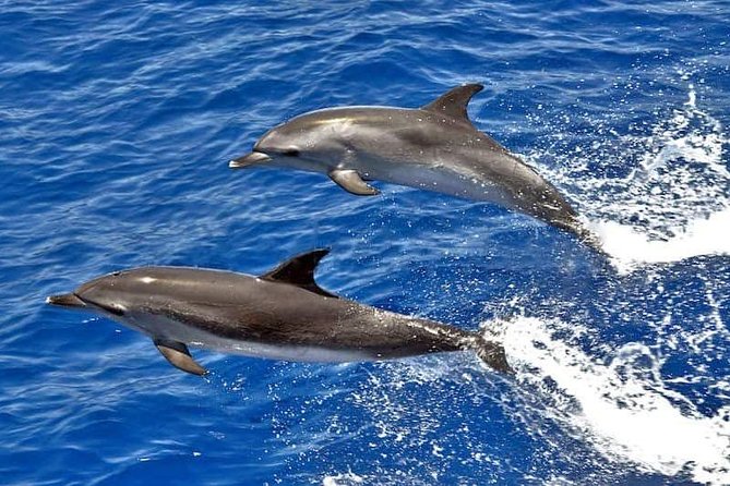 Dolphin Searching Tour in Puerto de Mogán ("KEEPER UNO" Boat) - Key things that make this Keeper Uno tour worth your time