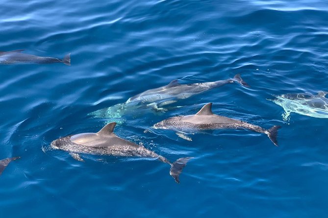Dolphin Searching Tour in Puerto de Mogán ("KEEPER UNO" Boat) - The cruise along Gran Canaria’s southwest coast
