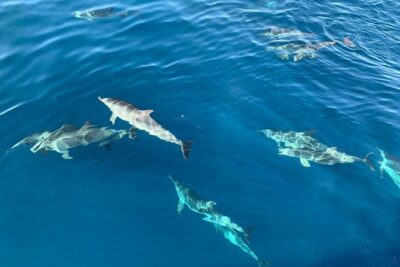 Dolphin Searching Tour in Puerto de Mogán (“KEEPER UNO” Boat)