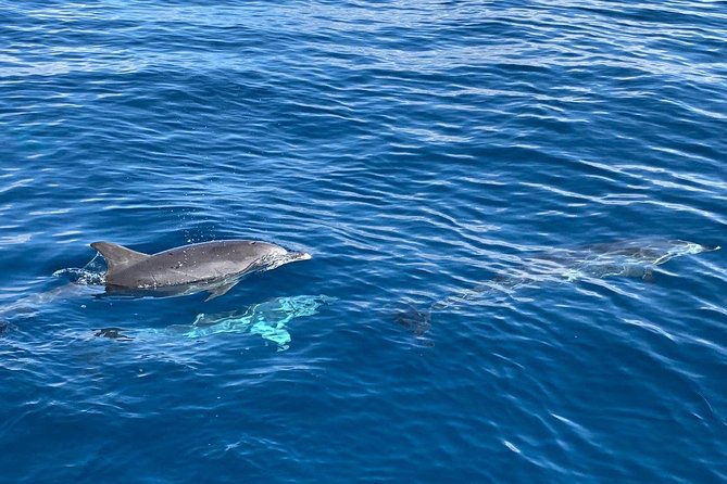 Dolphin Searching Tour in Puerto de Mogán ("KEEPER UNO" Boat) - Snorkeling and water activities: the fun part, with a few real caveats