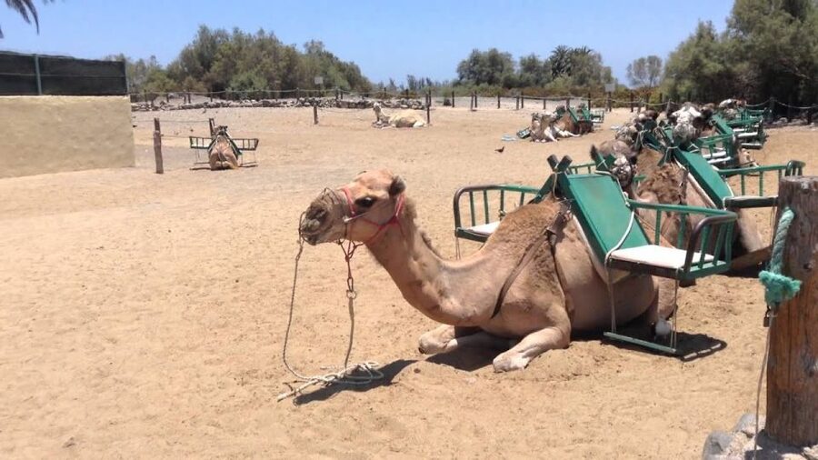 E-Bike City Tour with Camel Safari on Maspalomas Sand Dunes - Playa del Ingles viewpoints: where the ride becomes the sightseeing