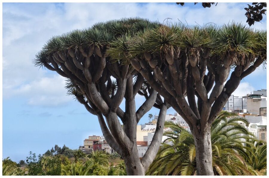 From Las Palmas: Full-Day Tour of the North - Getting oriented in north Gran Canaria (and why this route works)