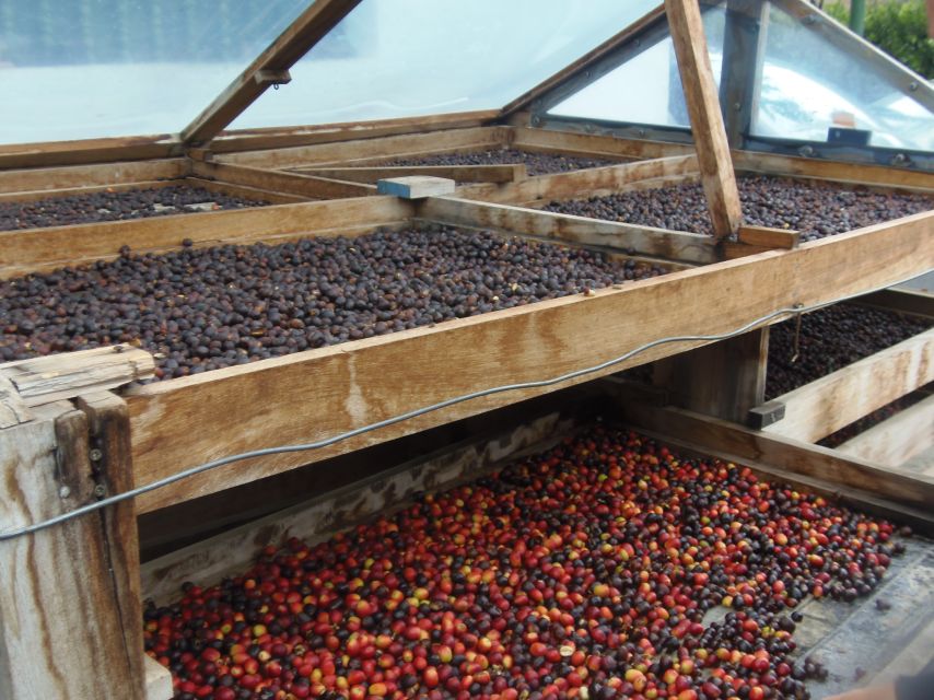 From Las Palmas: Full-Day Tour of the North - Vineyard and tasting option west of the island