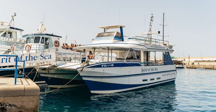 From Puerto Rico de Gran Canaria: Dolphin Watching Cruise - Key points to know before you go