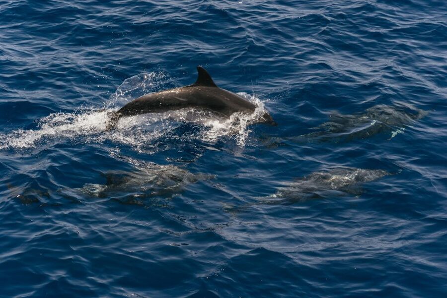 From Puerto Rico de Gran Canaria: Dolphin Watching Cruise - The 50-minute coach ride: where your seasickness plan starts