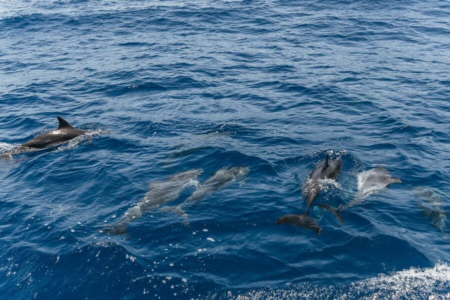 From Puerto Rico de Gran Canaria: Dolphin Watching Cruise - What you actually do on the cruise: searching, spotting, and learning species