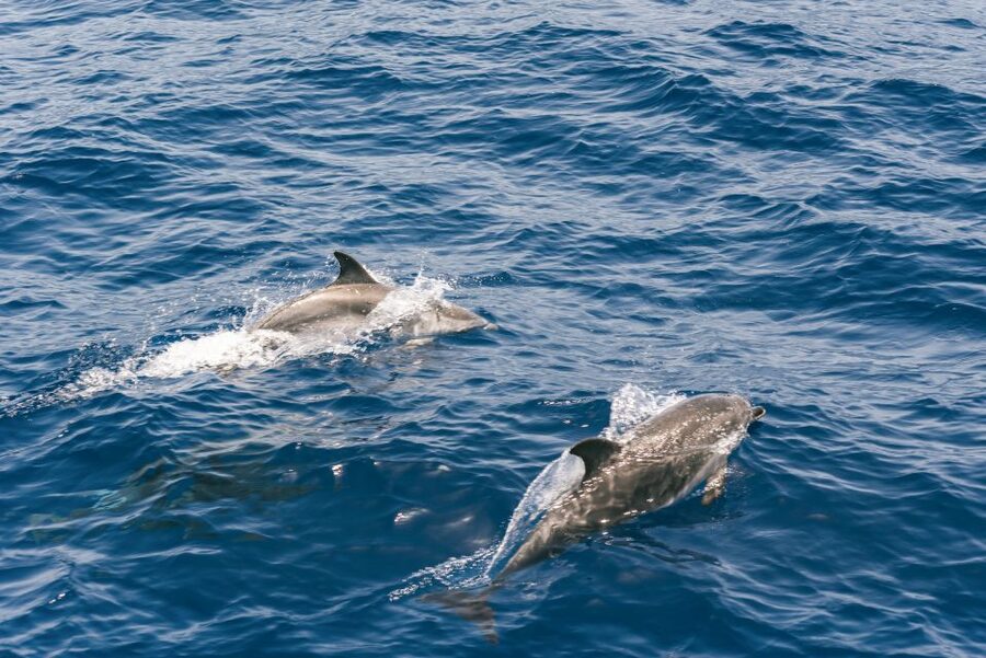 From Puerto Rico de Gran Canaria: Dolphin Watching Cruise - Price, transfers, and the value of the return voucher