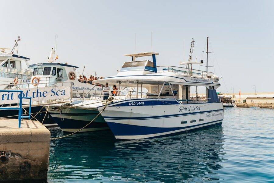 From Puerto Rico de Gran Canaria: Dolphin Watching Cruise - Spirit of the Sea catamaran: comfort, capacity, and the glass-bottom question