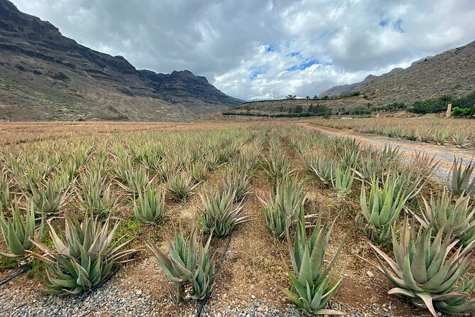 Full-Day Gran Canaria Tour with Teror, Tejeda and Lunch in Fataga - A Fast Route Through Teror, Tejeda, and Fataga