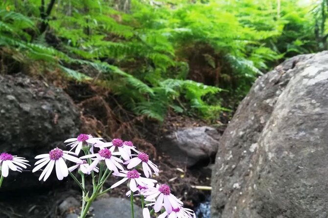 Full day Hiking and Waterfalls Experience - Endemic Plants and Lizards: What You’ll Actually Look For