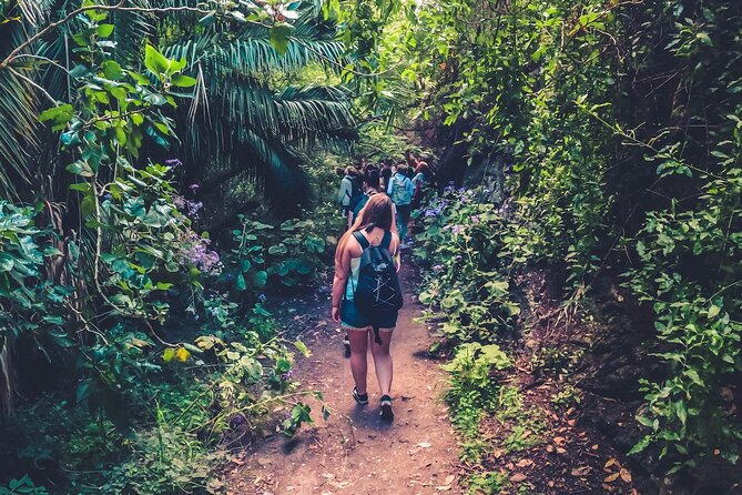 Full Day Rainforest Tour with Tasting and Swimming Time ツ - Key highlights worth marking on your day