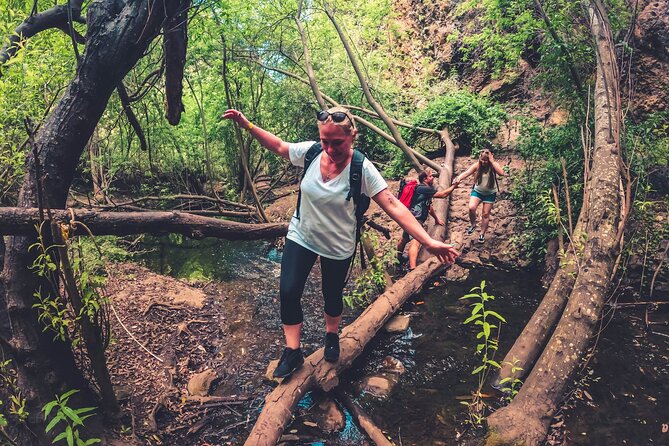 Full Day Rainforest Tour with Tasting and Swimming Time ツ - Why this rainforest day beats a standard sightseeing loop