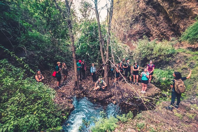 Full Day Rainforest Tour with Tasting and Swimming Time ツ - Firgas: City of Water, water mills, and a gofio moment