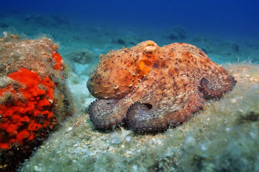 Gran Canaria: 3-Day Open Water Diver Course - Gran Canaria, Cordial Mogan, and Why the Timing Works