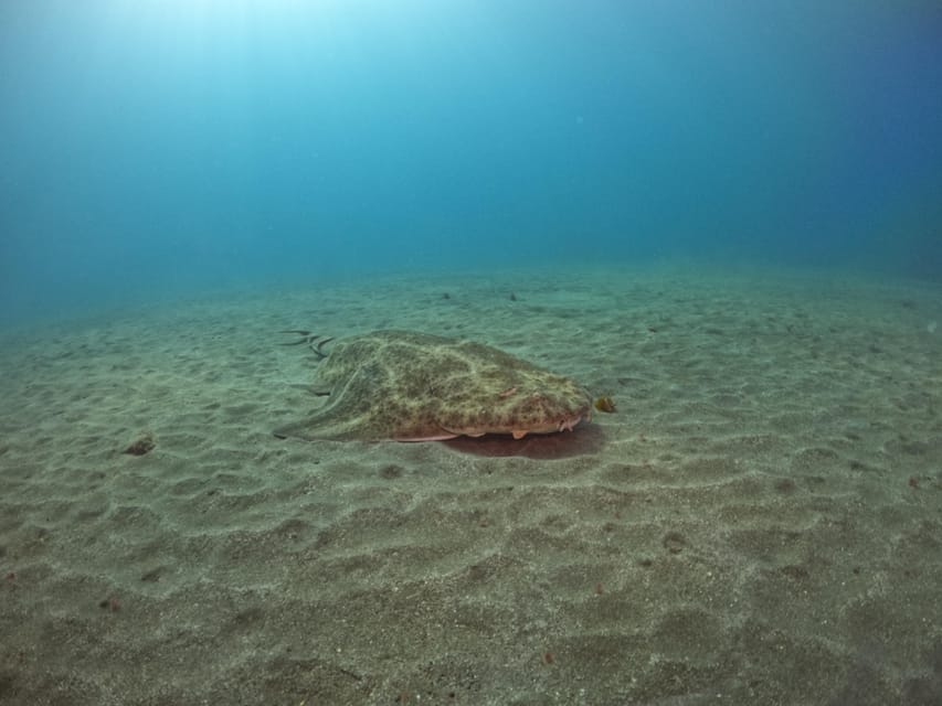 Gran Canaria: 3-Day Open Water Diver Course - Day 3: Two Ocean Sessions and Real-Life Underwater Views