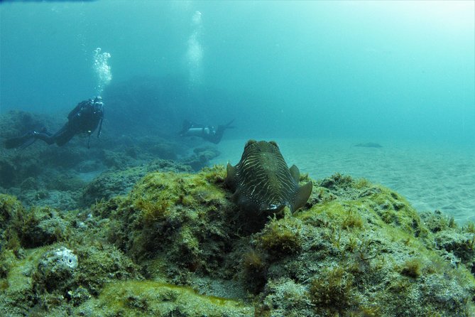Gran Canaria 3 days / 6 dives in Various Locations - Key things to love about this Gran Canaria scuba plan