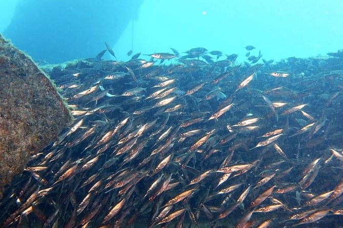 Gran Canaria 3 days / 6 dives in Various Locations - What you might see underwater: marine life highlights that show up on the right days