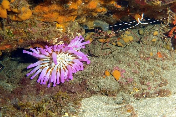 Gran Canaria 3 days / 6 dives in Various Locations - Included gear is only half the value: what to plan yourself