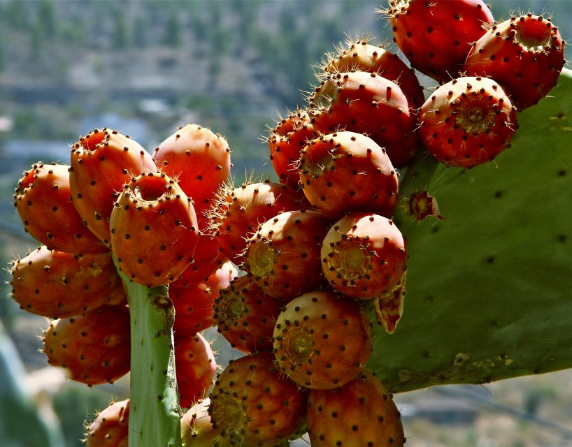 Gran Canaria: 6-Hour Teror and San Mateo Markets Tour - San Mateo market time: crafts, flea finds, and a flower market