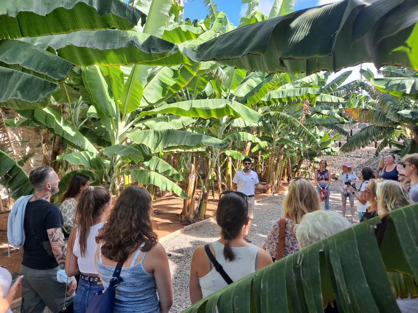 Gran Canaria: Banana World Guided Tour & Tasting - Key moments worth planning for