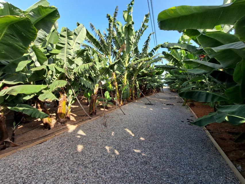 Gran Canaria: Banana World Guided Tour & Tasting - Should you book Banana World at Hacienda La ReKompensa?