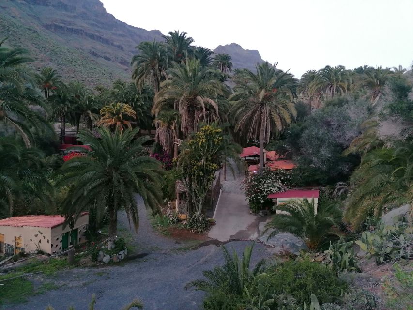Gran Canaria: Camel Ride at Camel Safari Park - The 30-minute camel ride: Oasis of the 1,000 Palms timing and feel