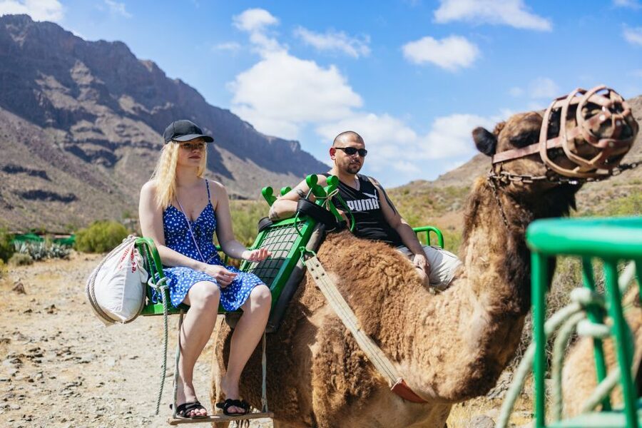 Gran Canaria: Camel Ride Safari w/ Optional Food & Transport - Key Highlights You Can Actually Plan Around