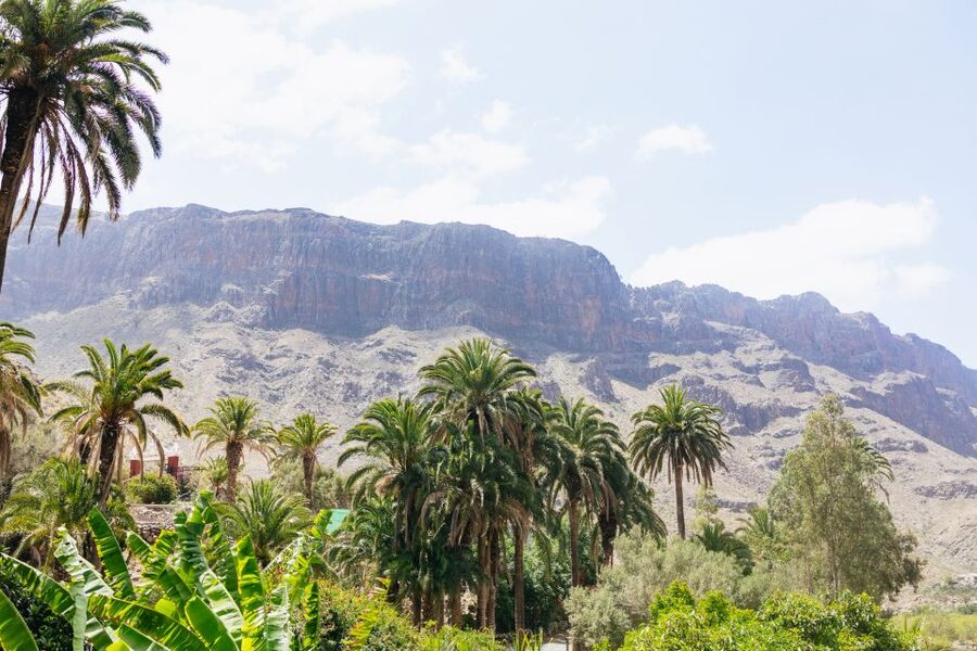 Gran Canaria: Camel Ride Safari w/ Optional Food & Transport - Fataga’s Camel Safari Park, La Baranda: Why This One Feels Special