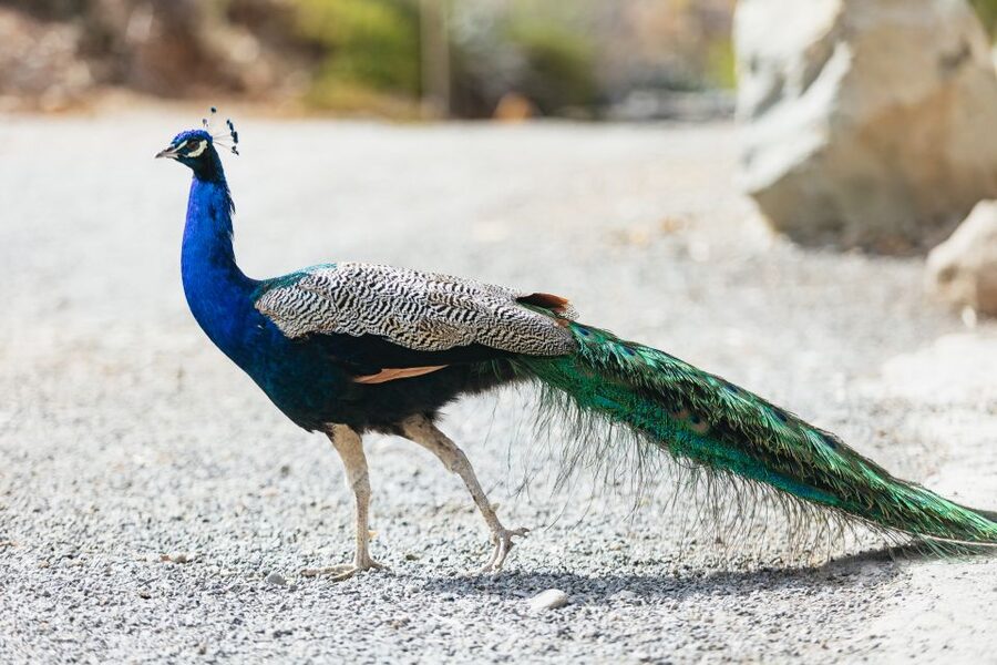 Gran Canaria: Camel Ride Safari w/ Optional Food & Transport - Camel Safari Park La Baranda: Meet the Animals and Get Oriented