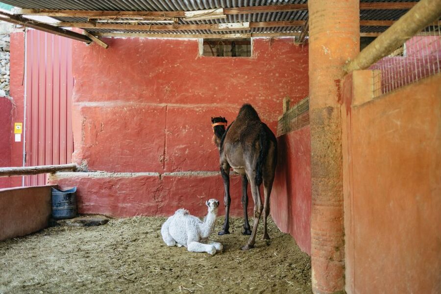 Gran Canaria: Camel Ride Safari w/ Optional Food & Transport - The Fruit-Trees Garden Tour: How It Adds Meaning