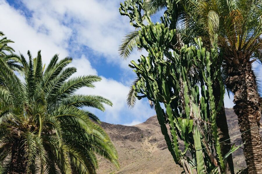 Gran Canaria: Camel Ride Safari w/ Optional Food & Transport - Optional Tapas: Is the Food Package Worth Adding?