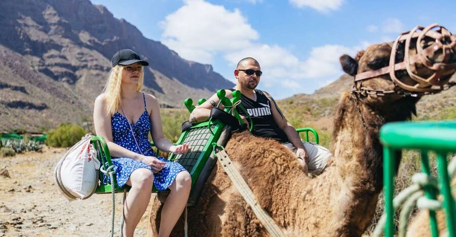 Gran Canaria: Camel Ride Safari w/ Optional Food & Transport - Where the Day Starts: Pickup, Drive, and Timing Reality