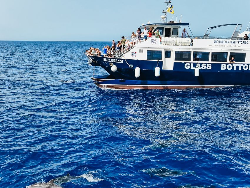 Gran Canaria: Catamaran Dolphin Watch Cruise with Snorkeling - Key things to know before you go