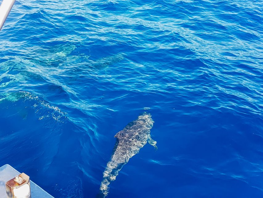 Gran Canaria: Catamaran Dolphin Watch Cruise with Snorkeling - Taurito swim and snorkel: the part you remember later