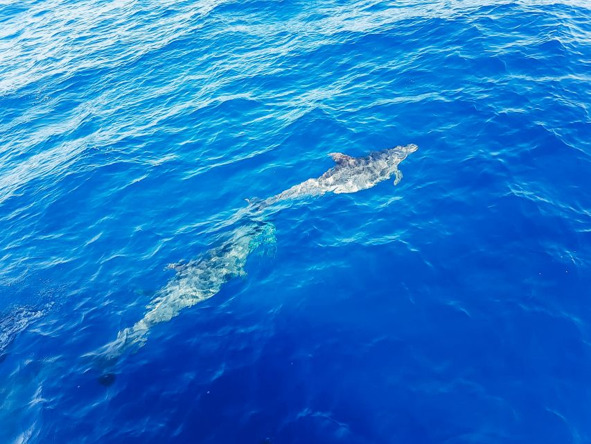 Gran Canaria: Catamaran Dolphin Watch Cruise with Snorkeling - Seas, timing, and why the day may feel different than expected