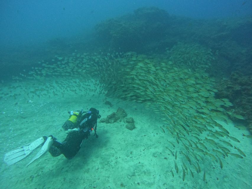 Gran Canaria: Discover Scuba Diving - Free Transfers - Key points to know before you book