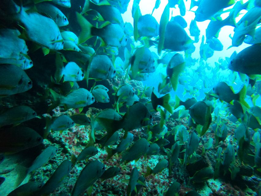 Gran Canaria: Discover Scuba Diving - Free Transfers - The 30-minute training phase that keeps the experience smooth