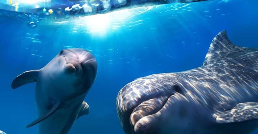 Gran Canaria: Dolphin and Whale Watching Cruise - The Dolphin and Whale Search, How Close You Can Expect to Get