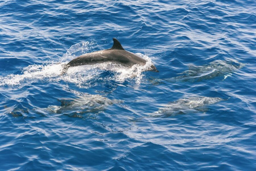 Gran Canaria: Dolphin and Whale Watching Cruise - Who Should Book This Cruise, and Who Might Want a Plan B