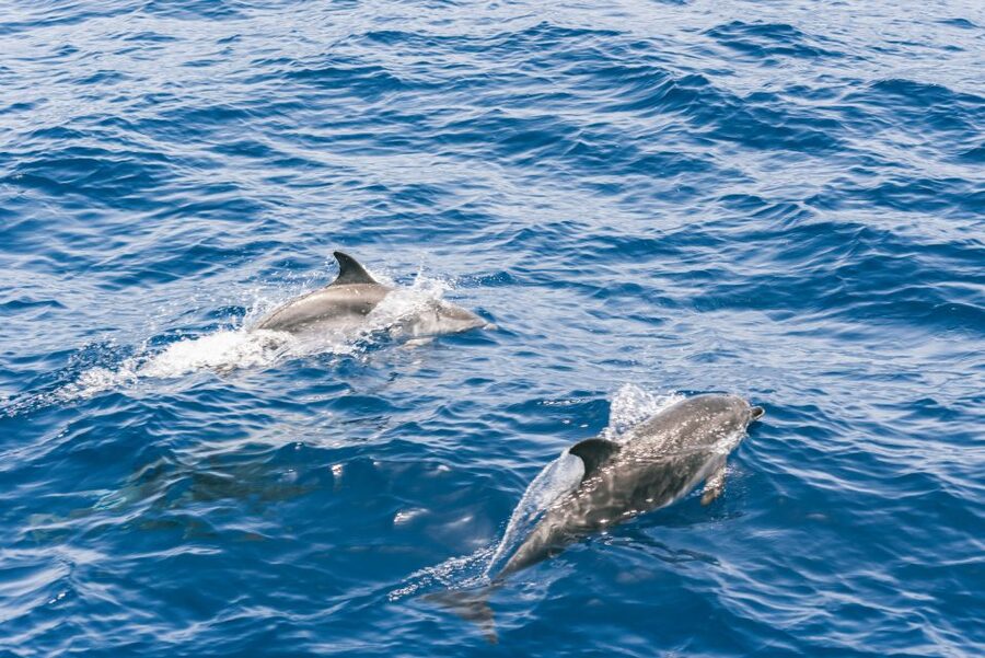 Gran Canaria: Dolphin and Whale Watching Cruise - Price and Value: What $40 Buys You on the Water