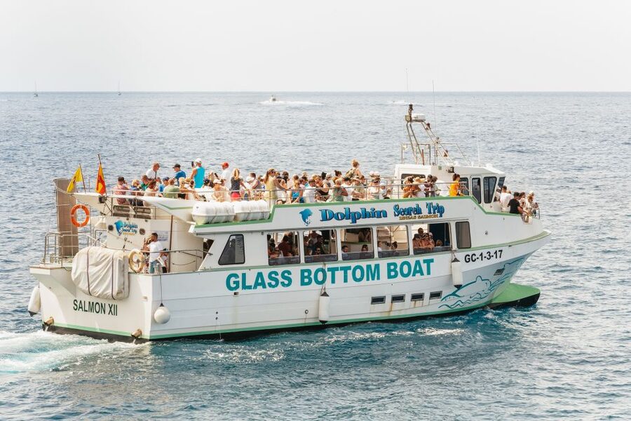 Gran Canaria: Dolphin and Whale Watching Cruise - Itinerary Walkthrough, What Happens Before and During the Cruise