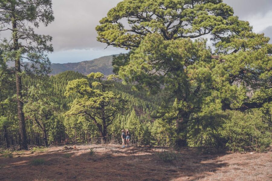 Gran Canaria: Full-Day Customizable Private Photography Tour - Market time: tastings that feel like local routine