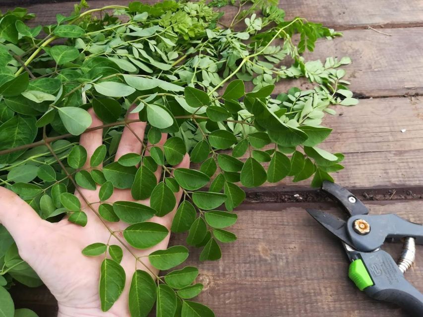 Gran Canaria: Green Witchcraft in the Magic Island - If You Go: Simple Rules That Make the Day Much Easier