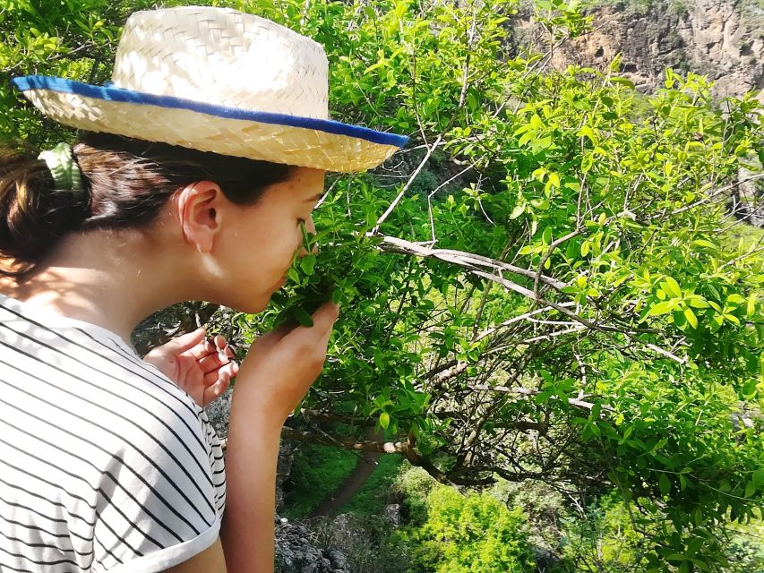 Gran Canaria: Green Witchcraft in the Magic Island - Walking the Azuaje Ravine: Foraging, Identification, and Why the Location Matters
