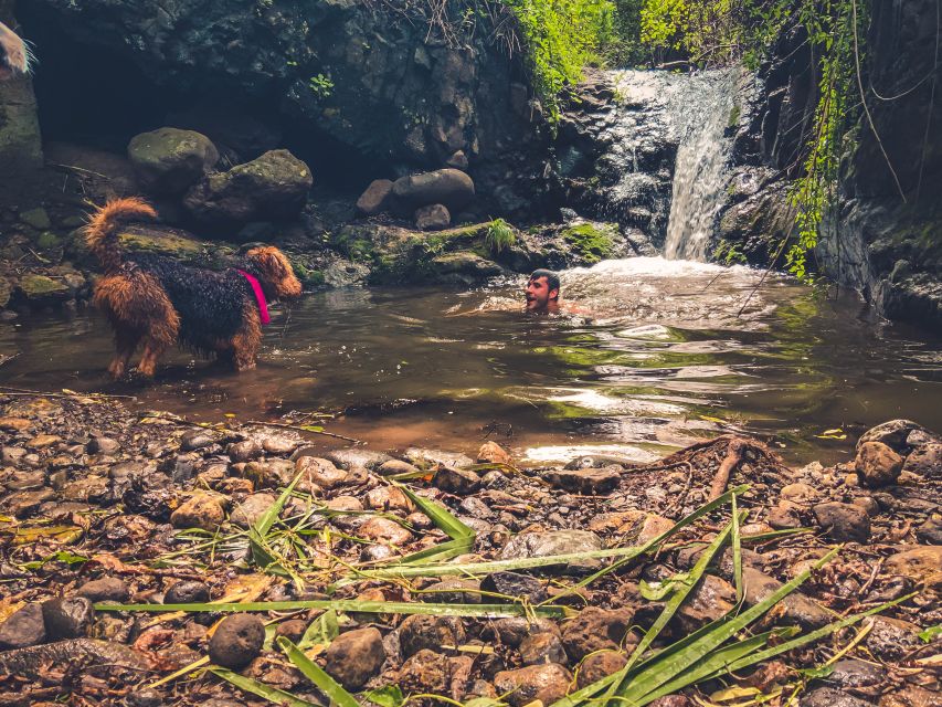 Gran Canaria: Guided Day Tour to Rainforest with Tasting - Transportation, pickup zones, and why timing affects the whole day