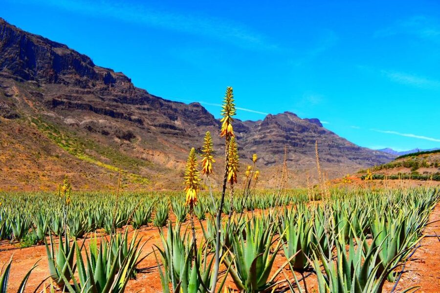 Gran Canaria Highlights Full-Day Tour by Bus - Key points to know before you go