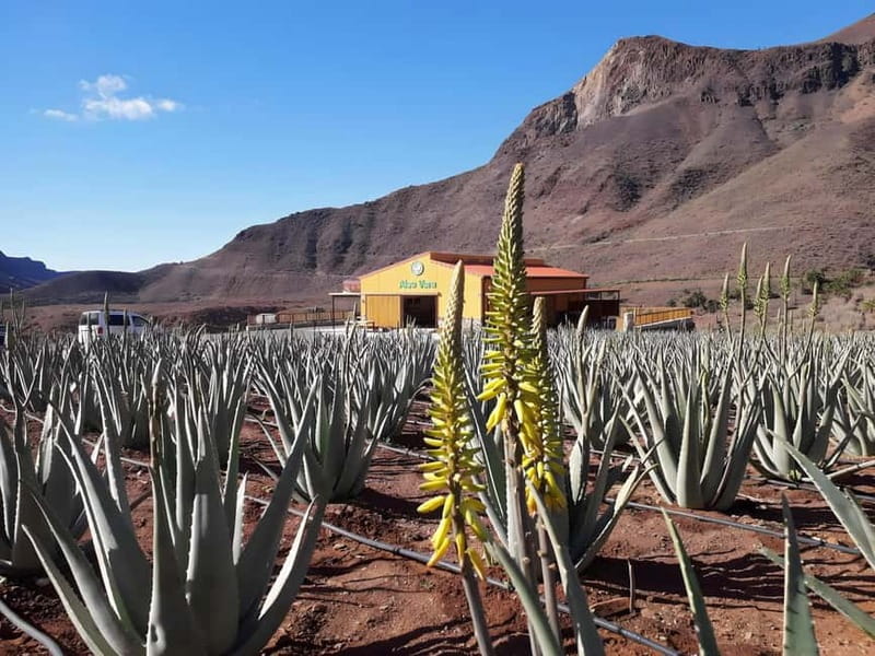 Gran Canaria: Island Highlights Tour with Optional Lunch - Who This Tour Suits Best